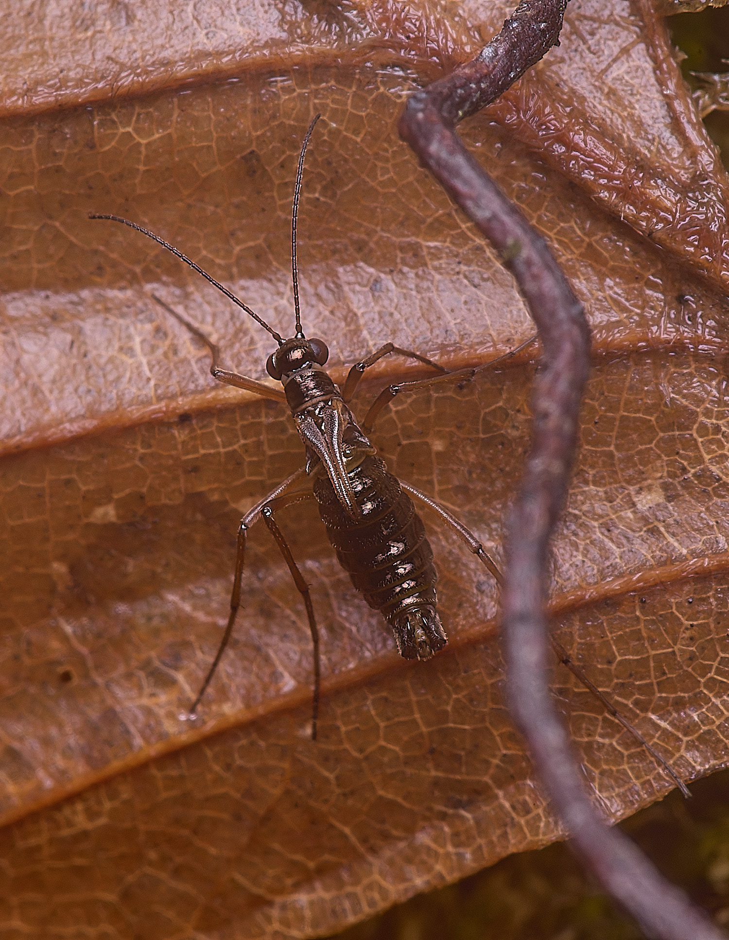 FelbriggSnowFlea280126-3