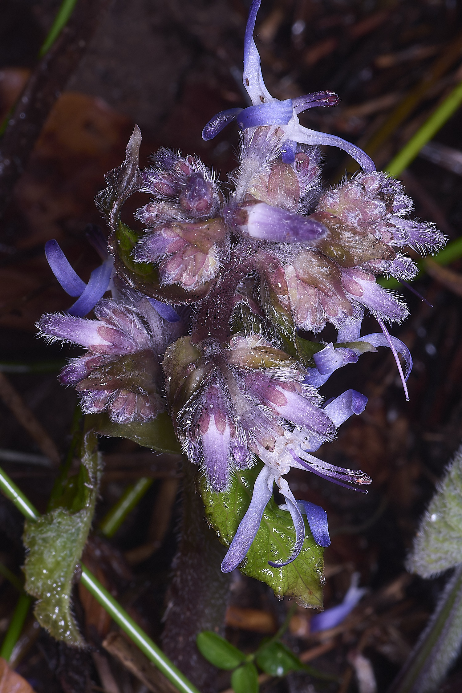 Felbriggtrachiospermumorientale210226-1