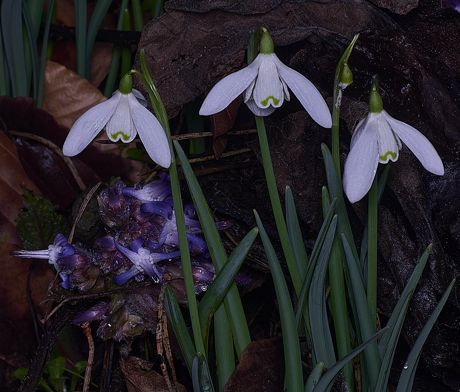 Felbriggtrachiospermumorientale210226-3