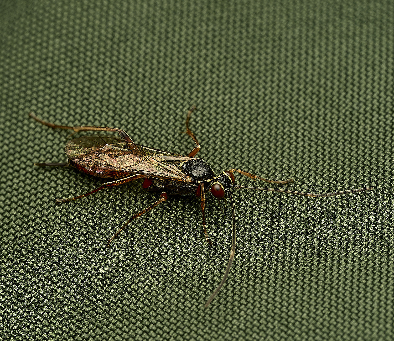 FelbriggWasp240226-1