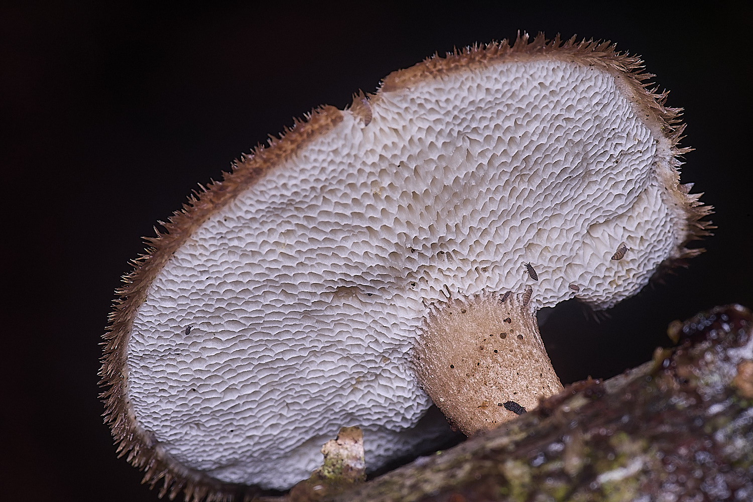 FelbriggWinterPolypore210226-1