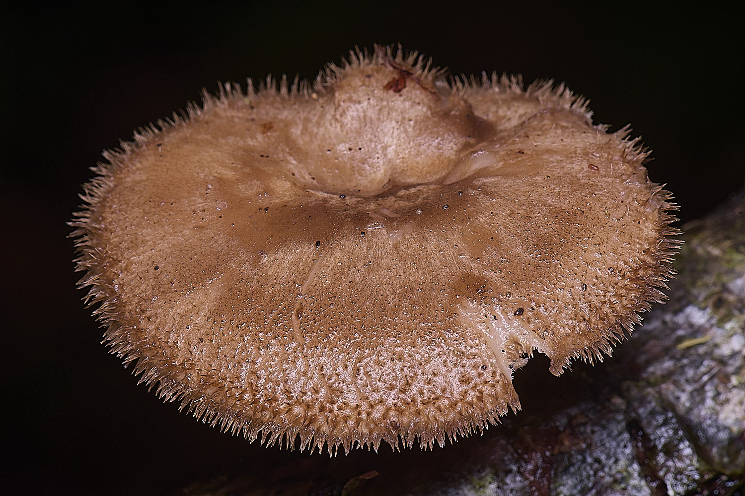 FelbriggWinterPolypore210226-3