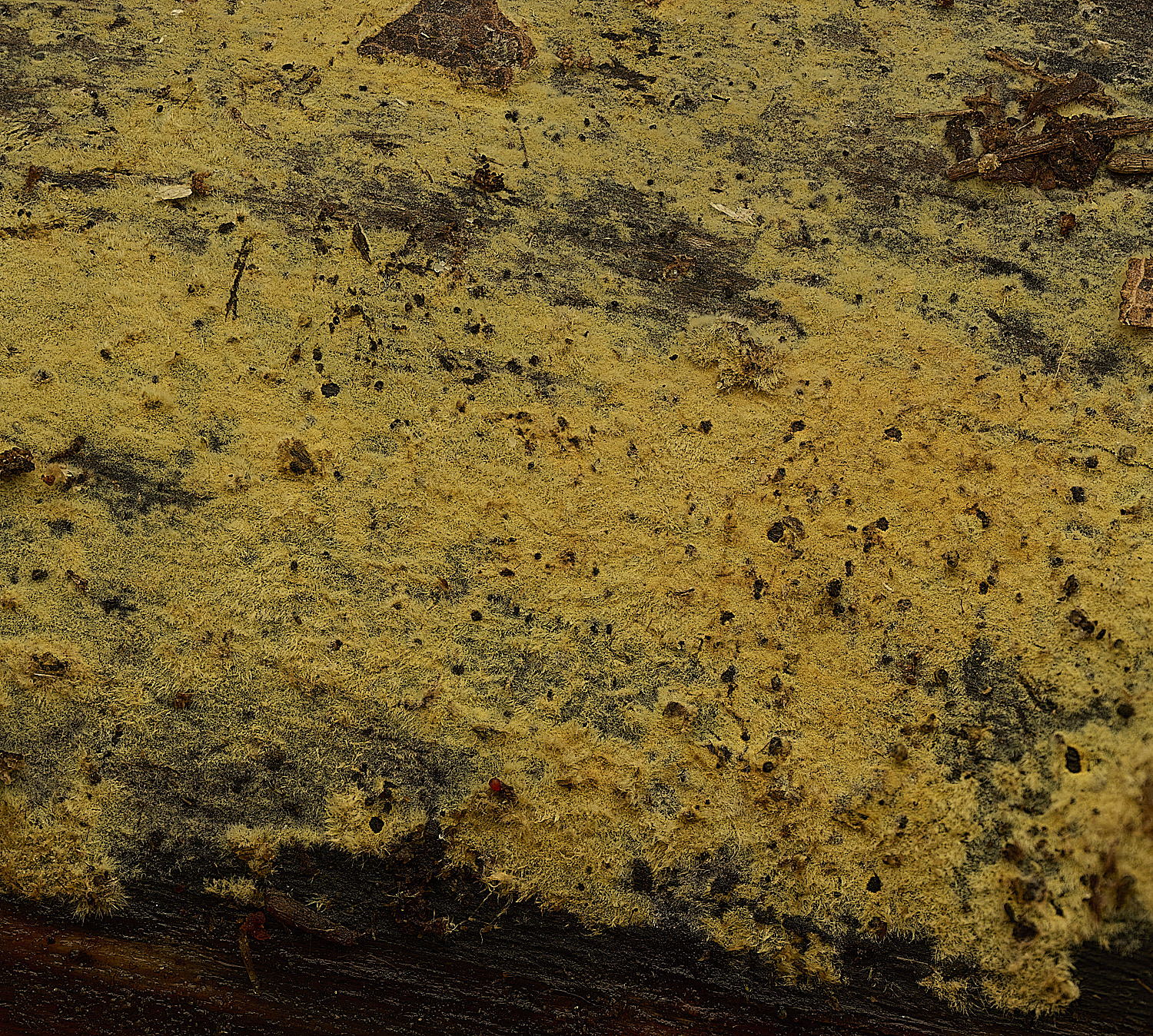 FelbriggYellow210226-1