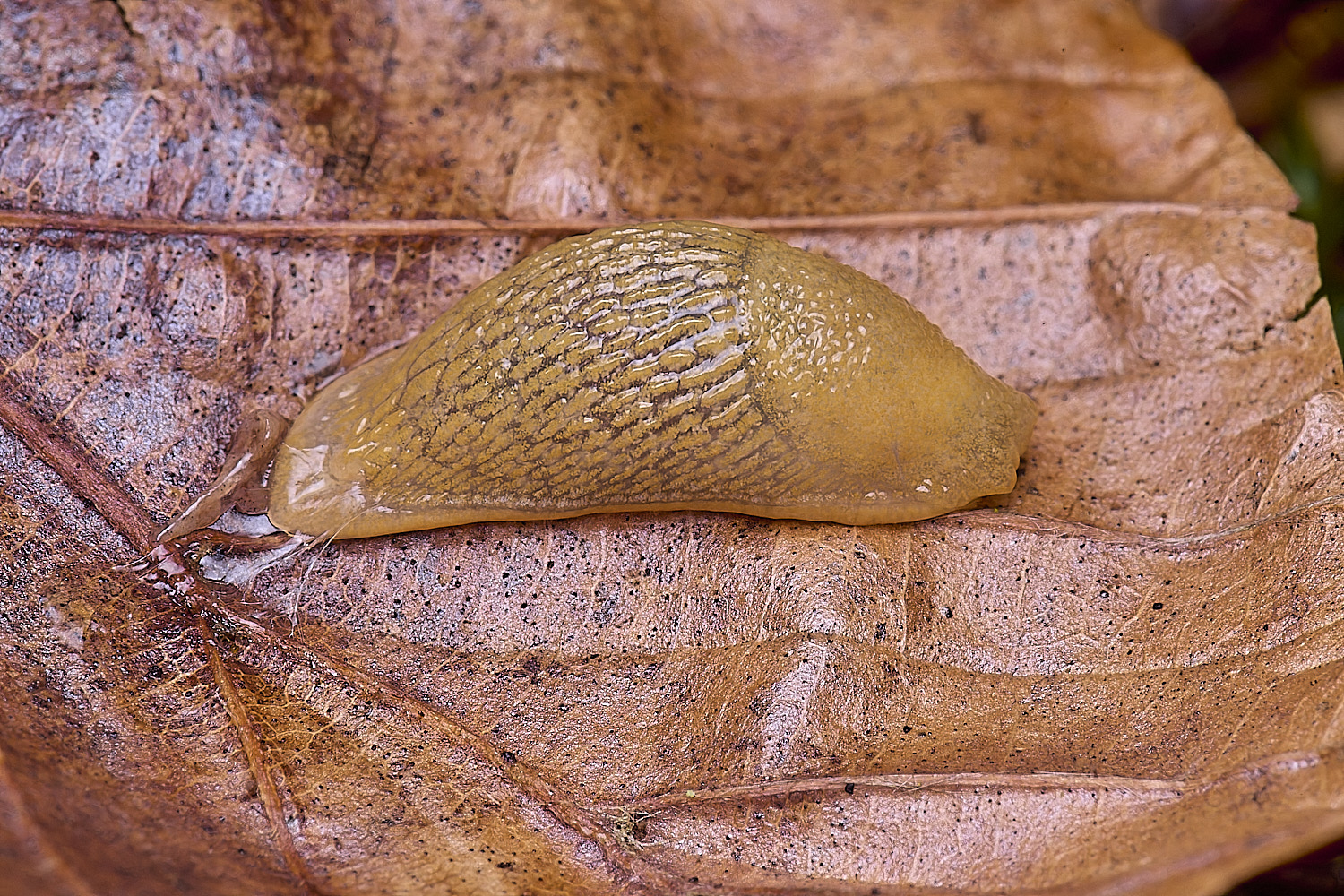 FelbriggYellowSlug210226-1