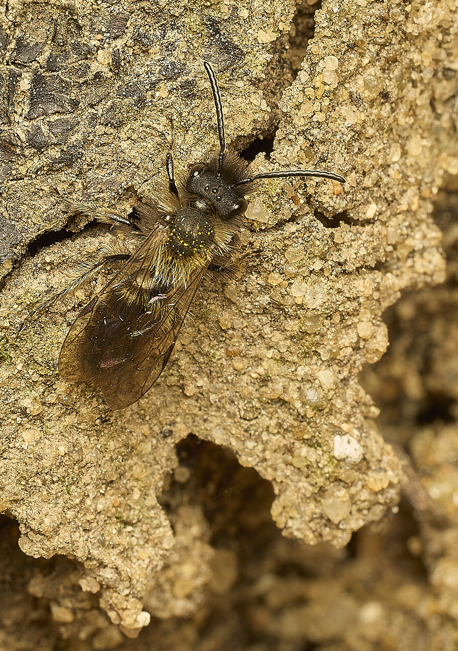 HanworthAndrenabicolor230326-1