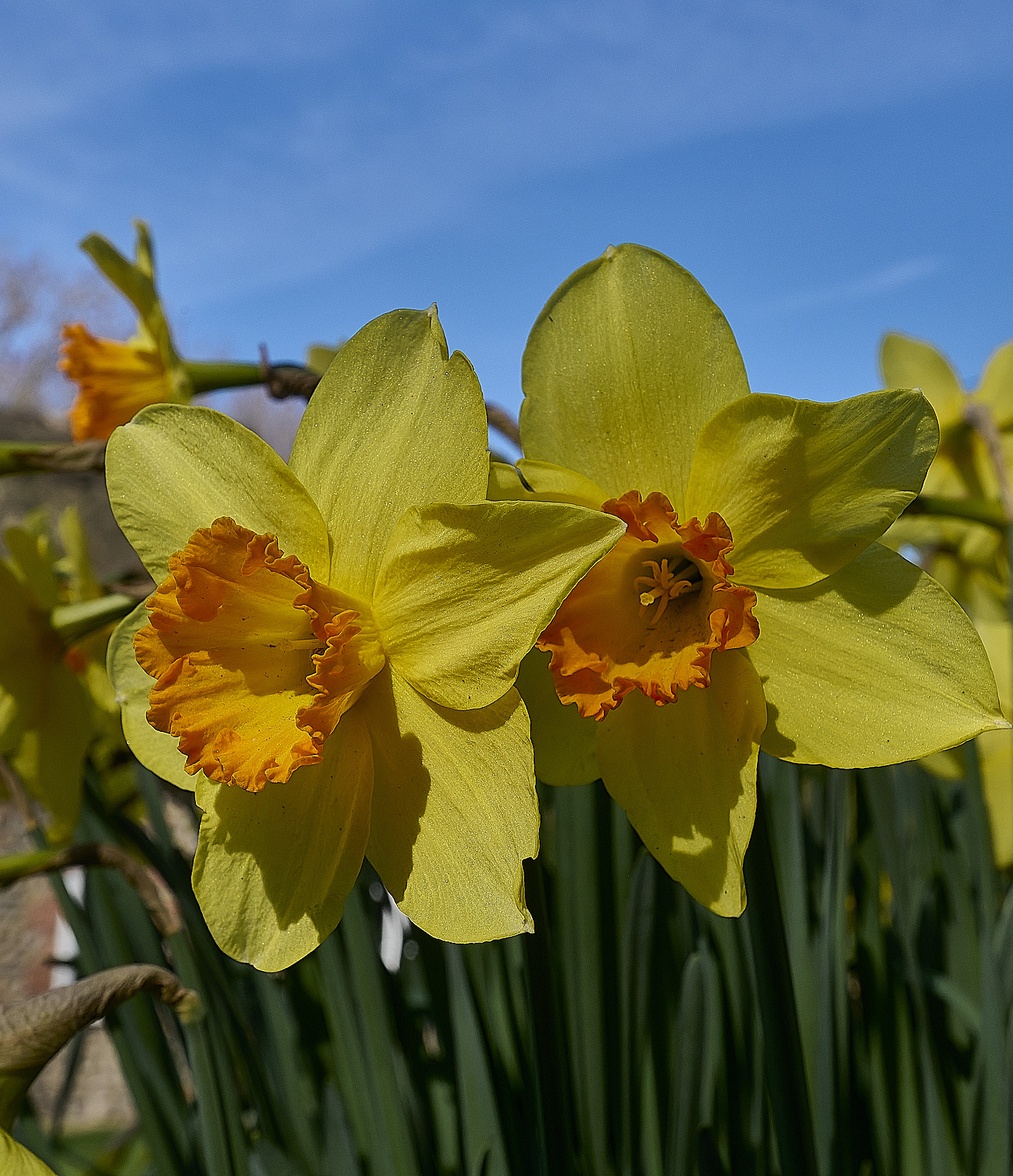 HanworthDaffodils190326-4
