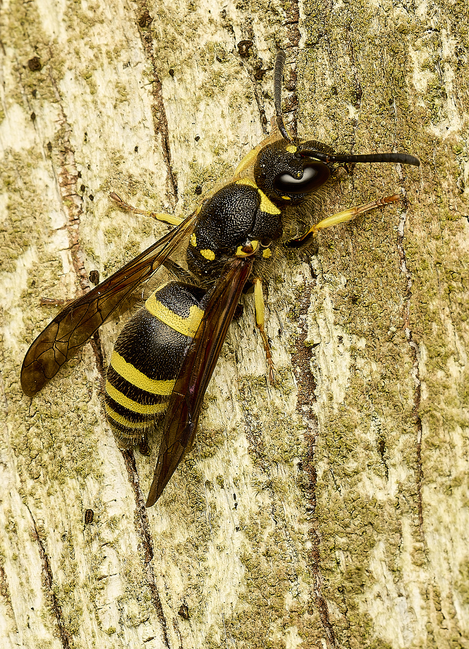 HanworthEarlyMasonWasp180326-1