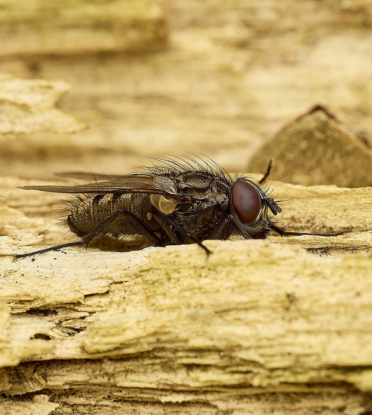 HanworthFlySp230326-1