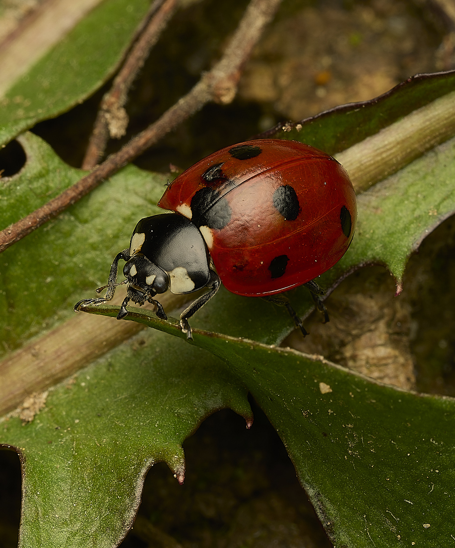 HanworthLadybird180326-1