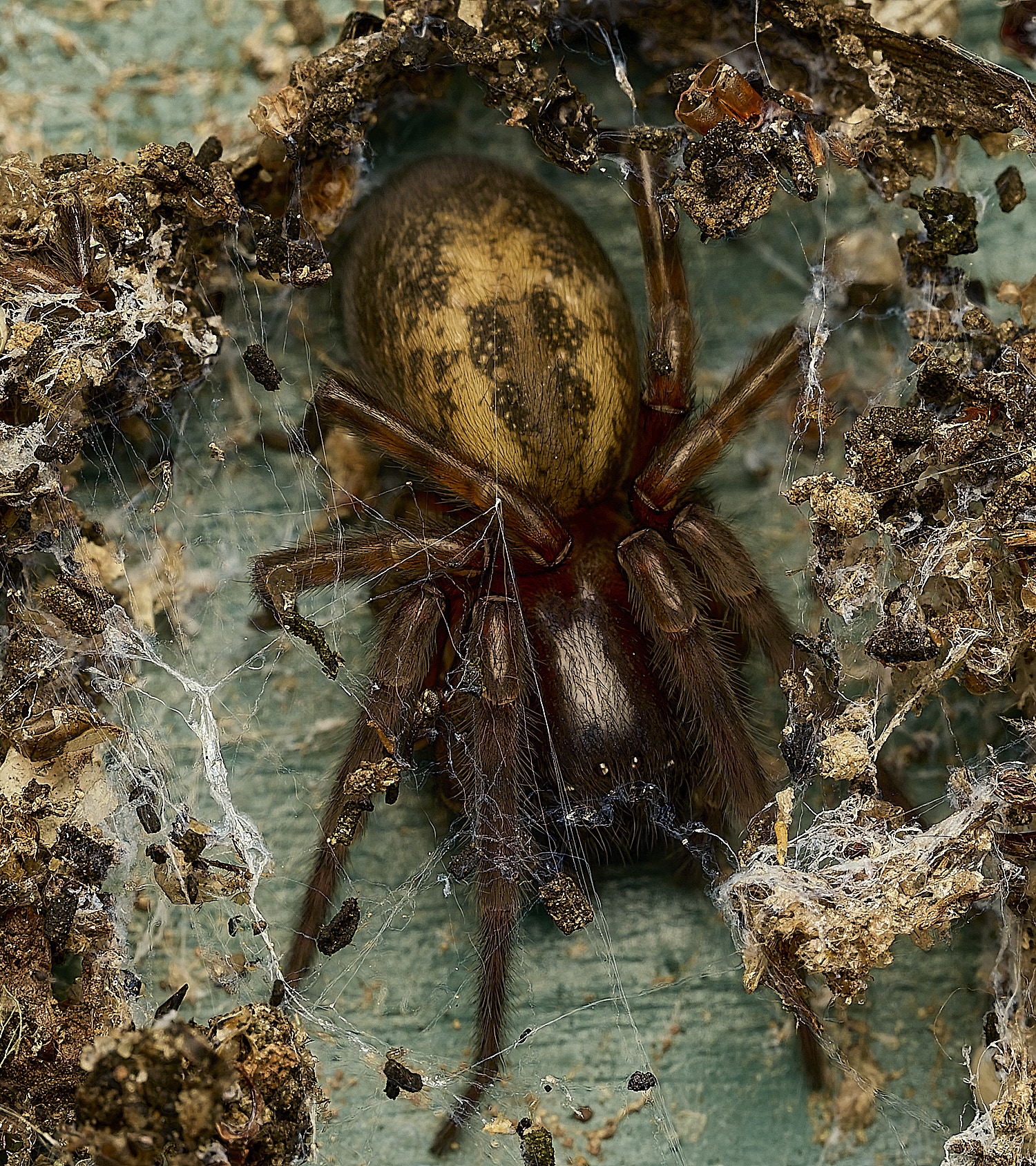 HanworthSpiderSp230326-1