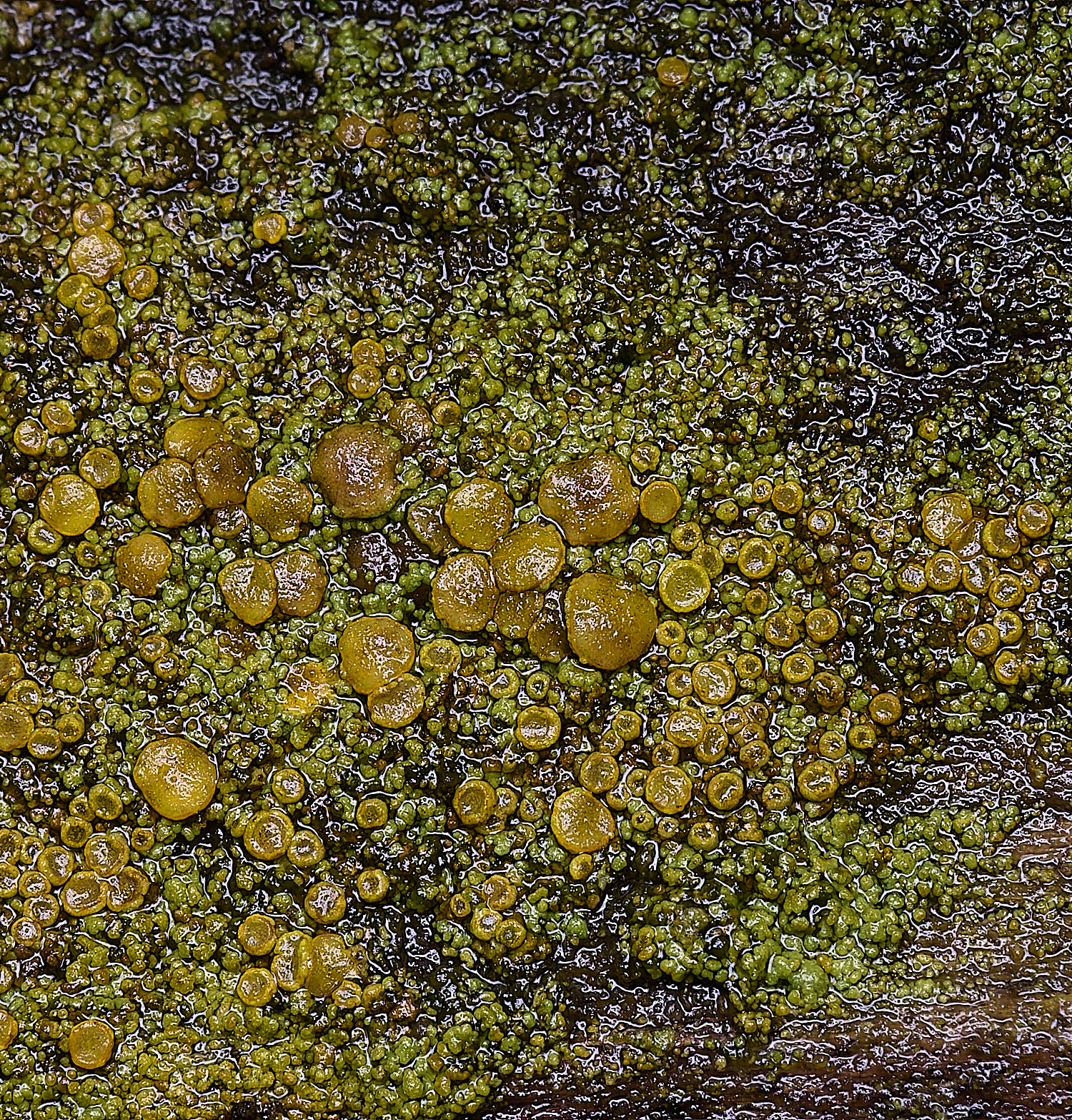 HolkhamCalandieriellavitellina110126-2