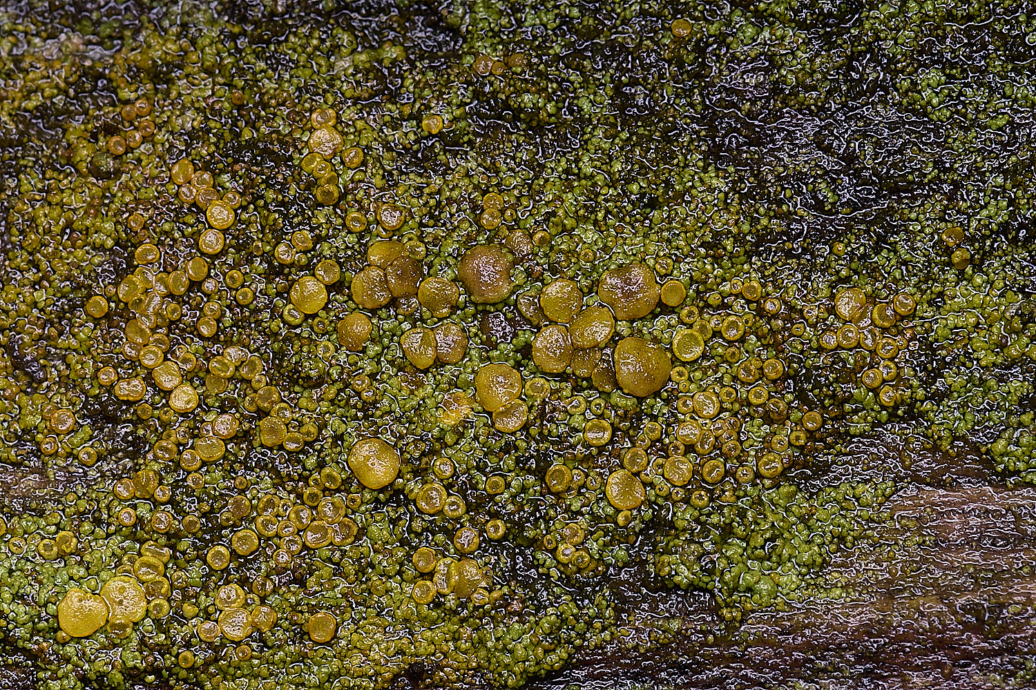 HolkhamCalandieriellavitellina110126-3