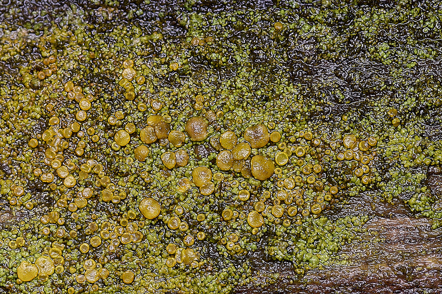 HolkhamCalandieriellavitellina110126-4