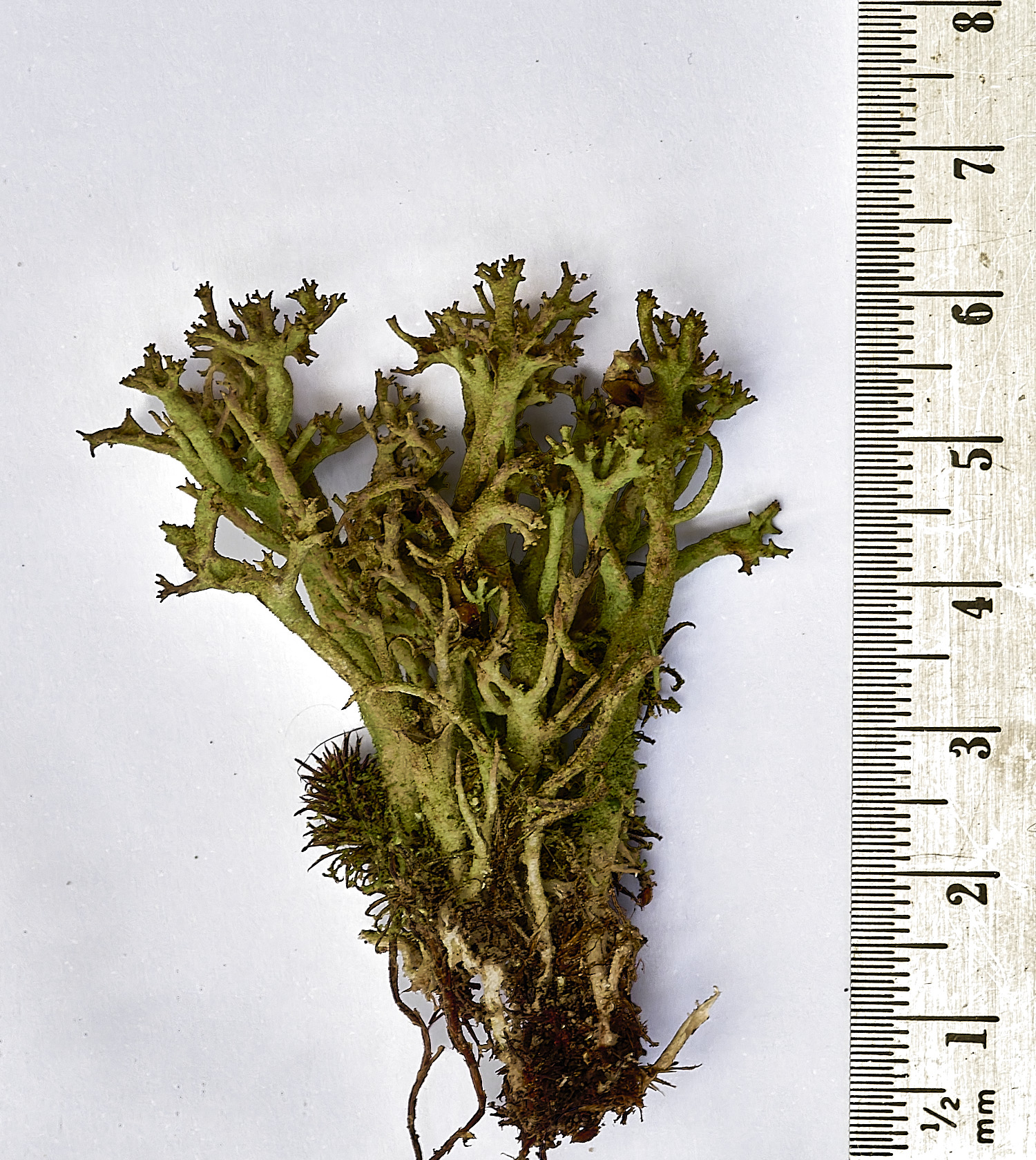 HolkhamCcrispata110126-00
