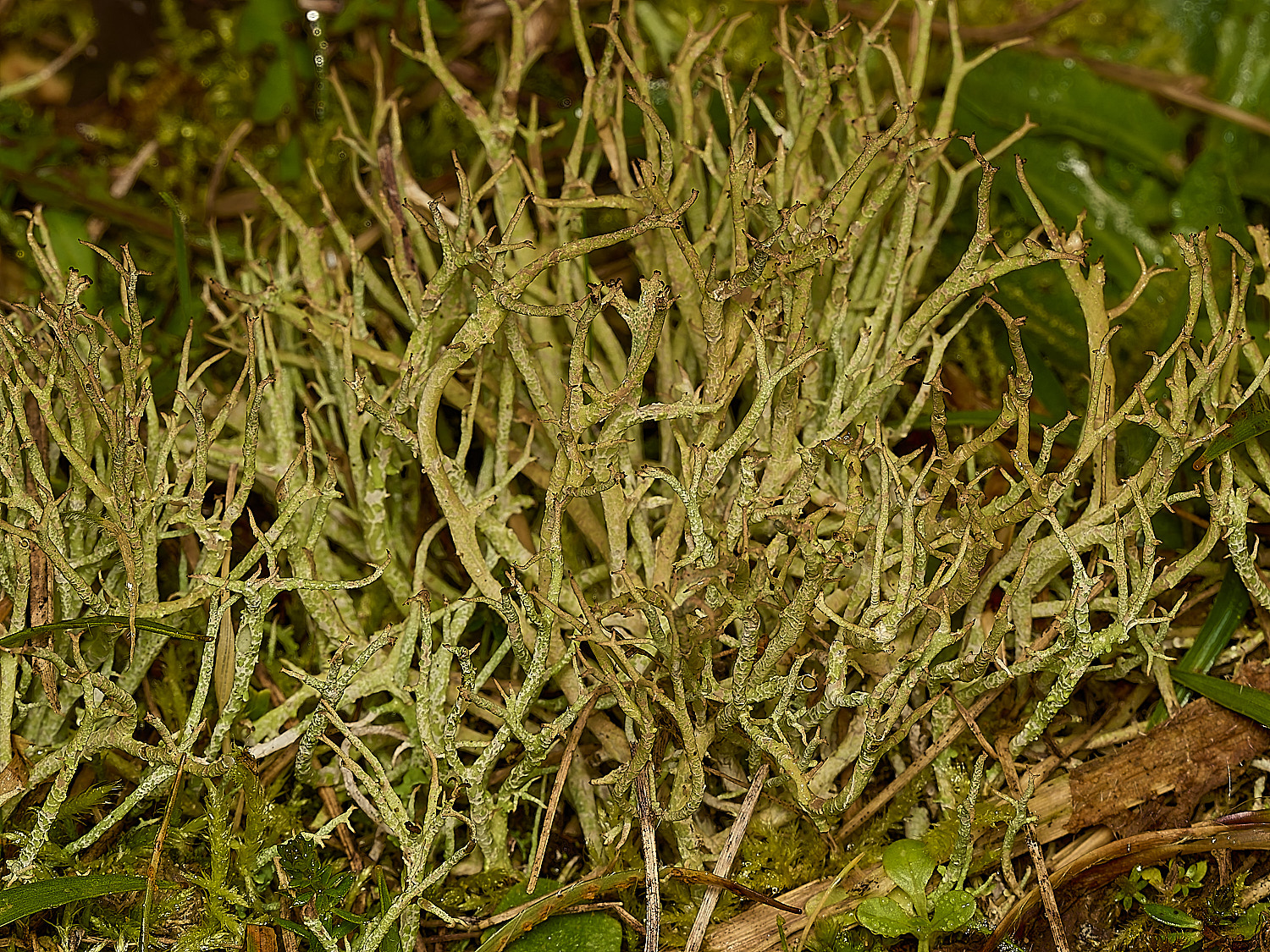 HolkhamCfurcata250226-1