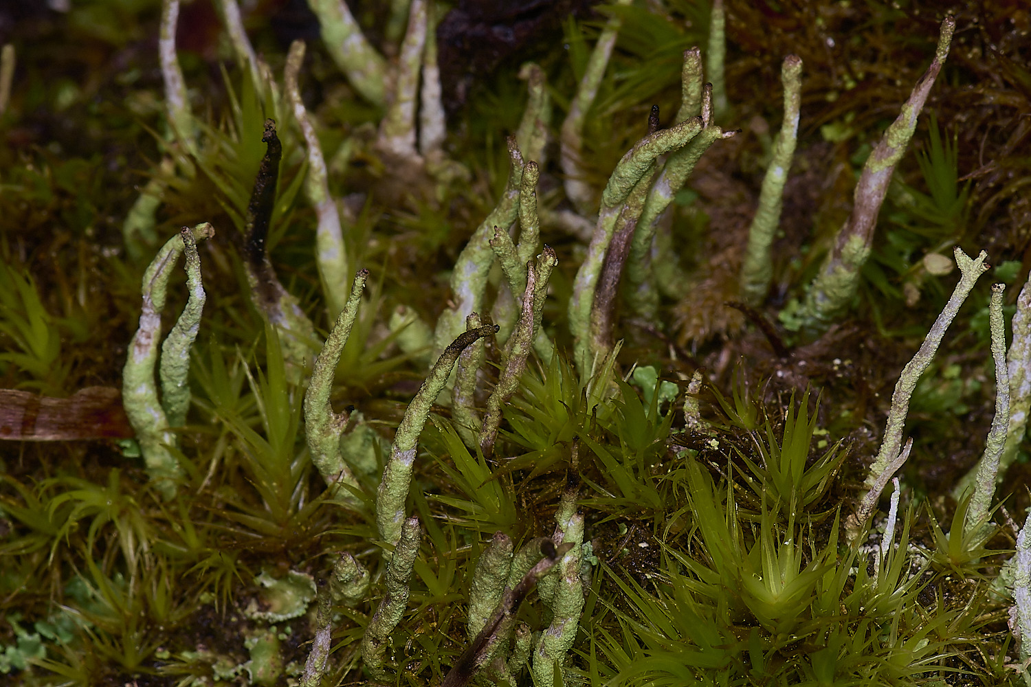 HolkhamCglauca110126-1