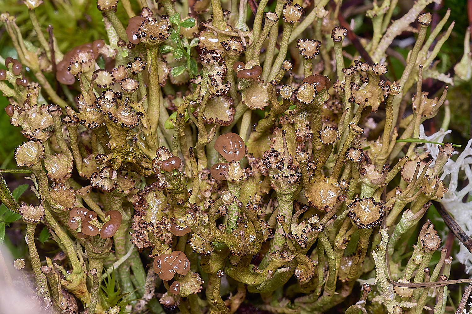 HolkhamCgracilis110126-4