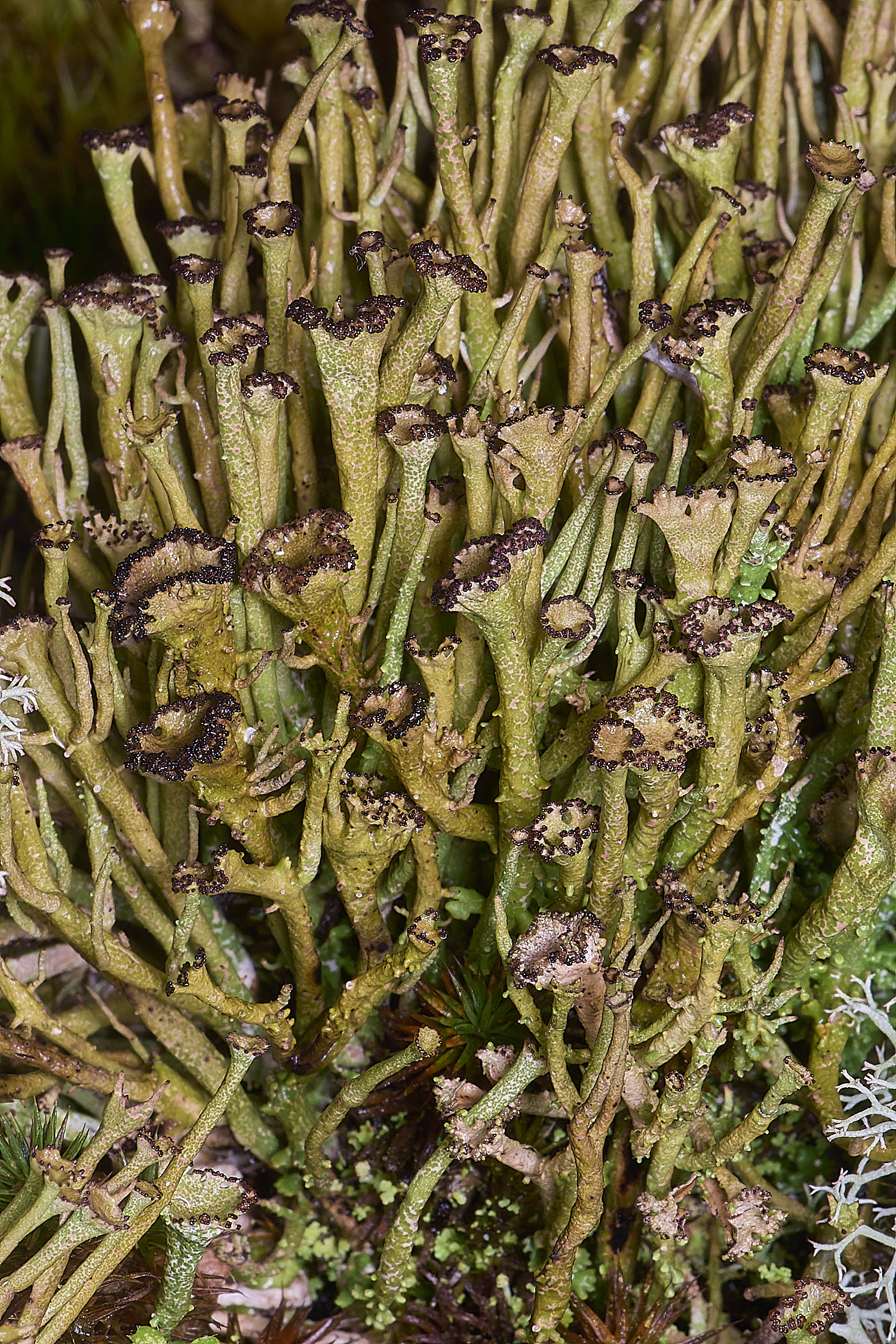 HolkhamCgracilis110126-6