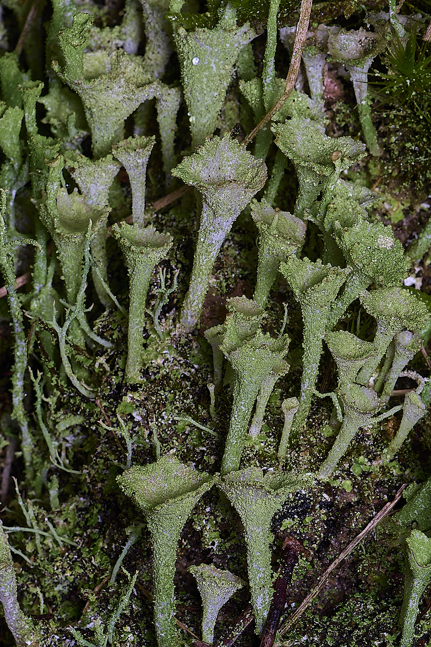 HolkhamCladonia?110126-2