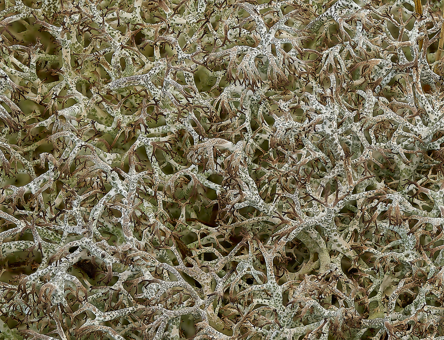 HolkhamCladoniaCiliatavarciliata250216-3