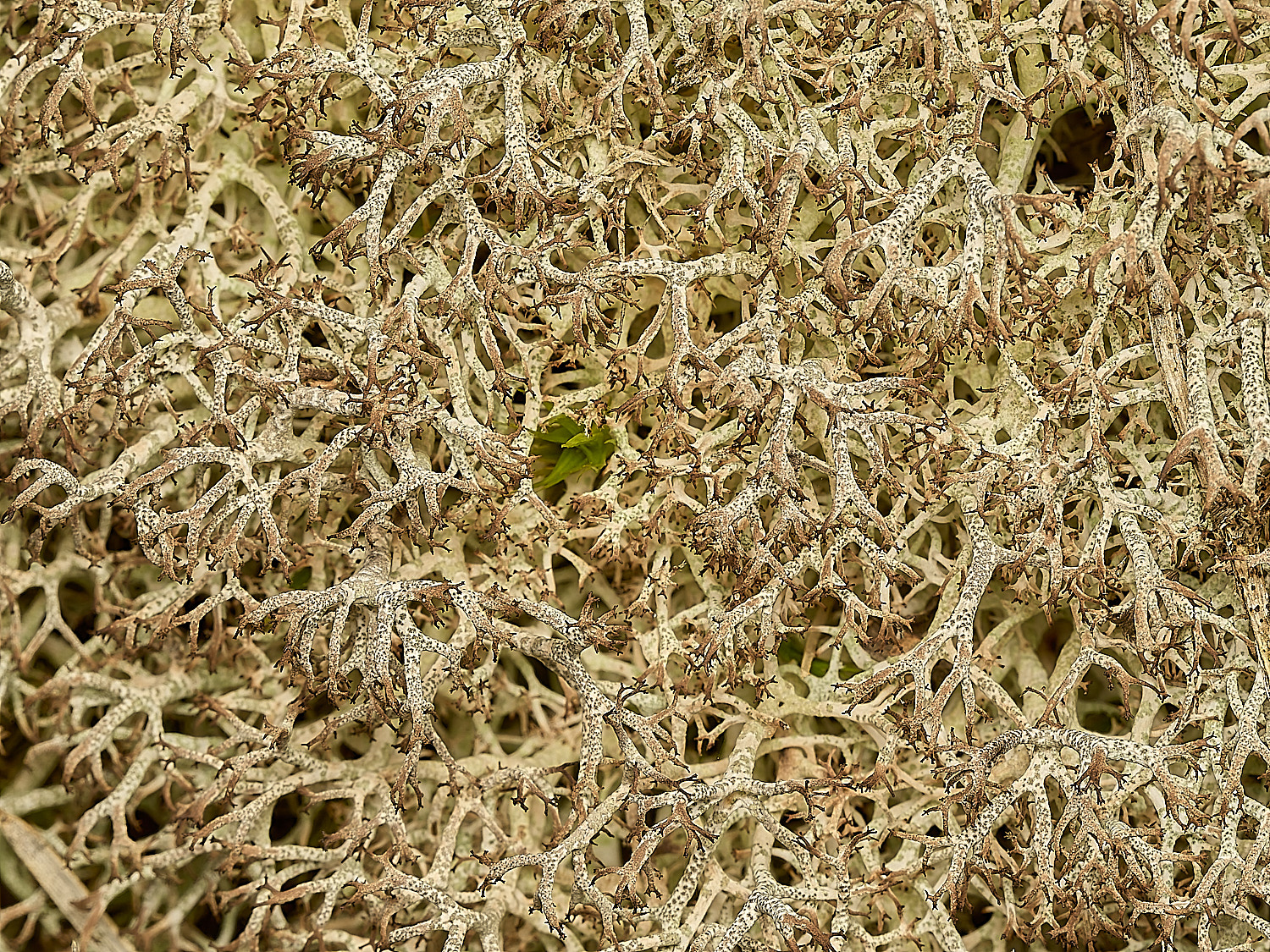 HolkhamCladoniaCiliatavarciliata250216-5