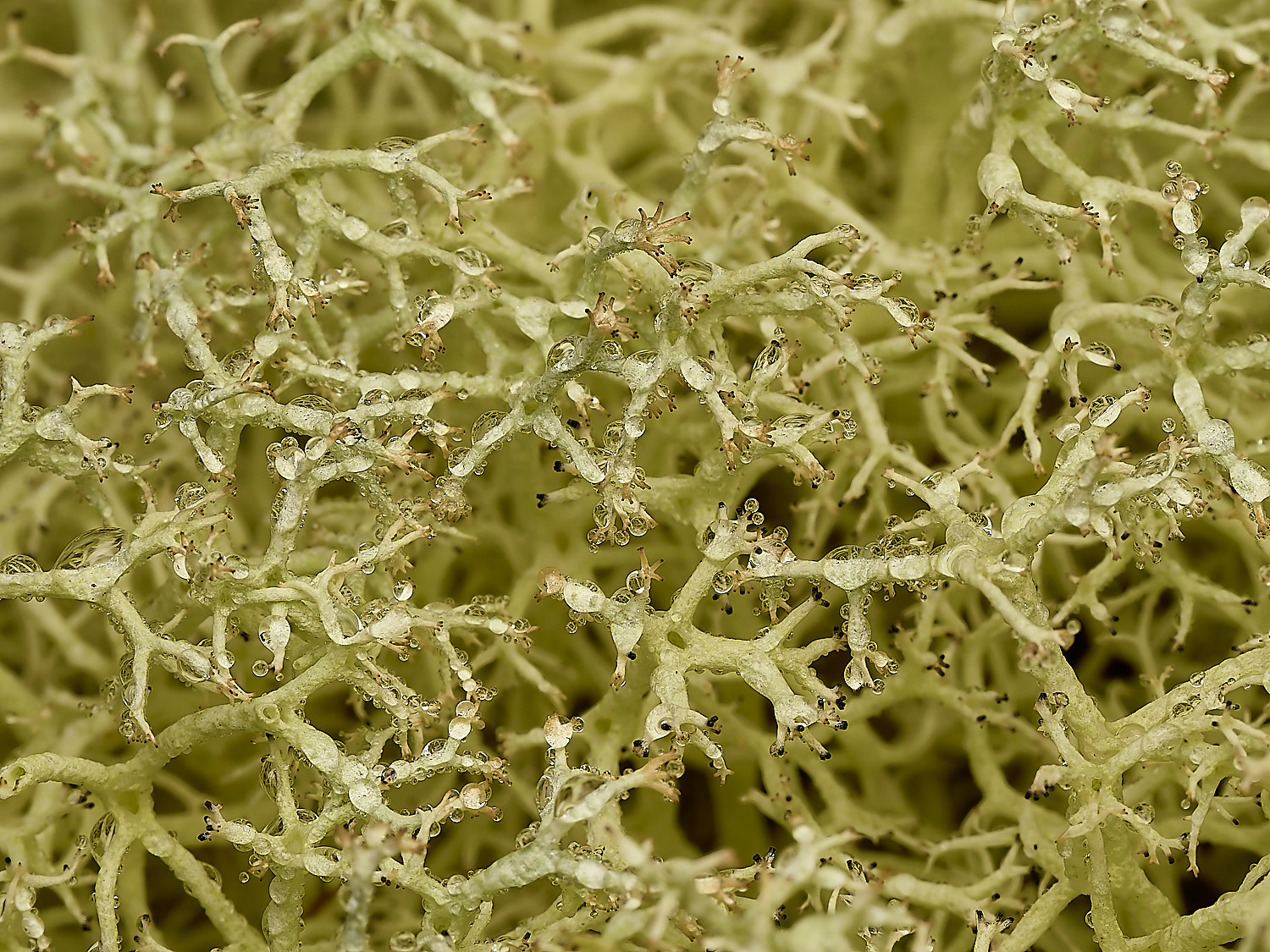 HolkhamCladoniaCladoniaportentosa50216-1