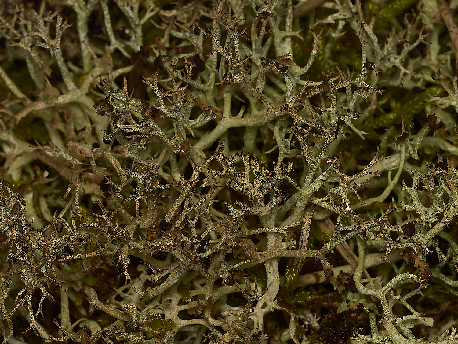 HolkhamCladoniafurcata250226-2