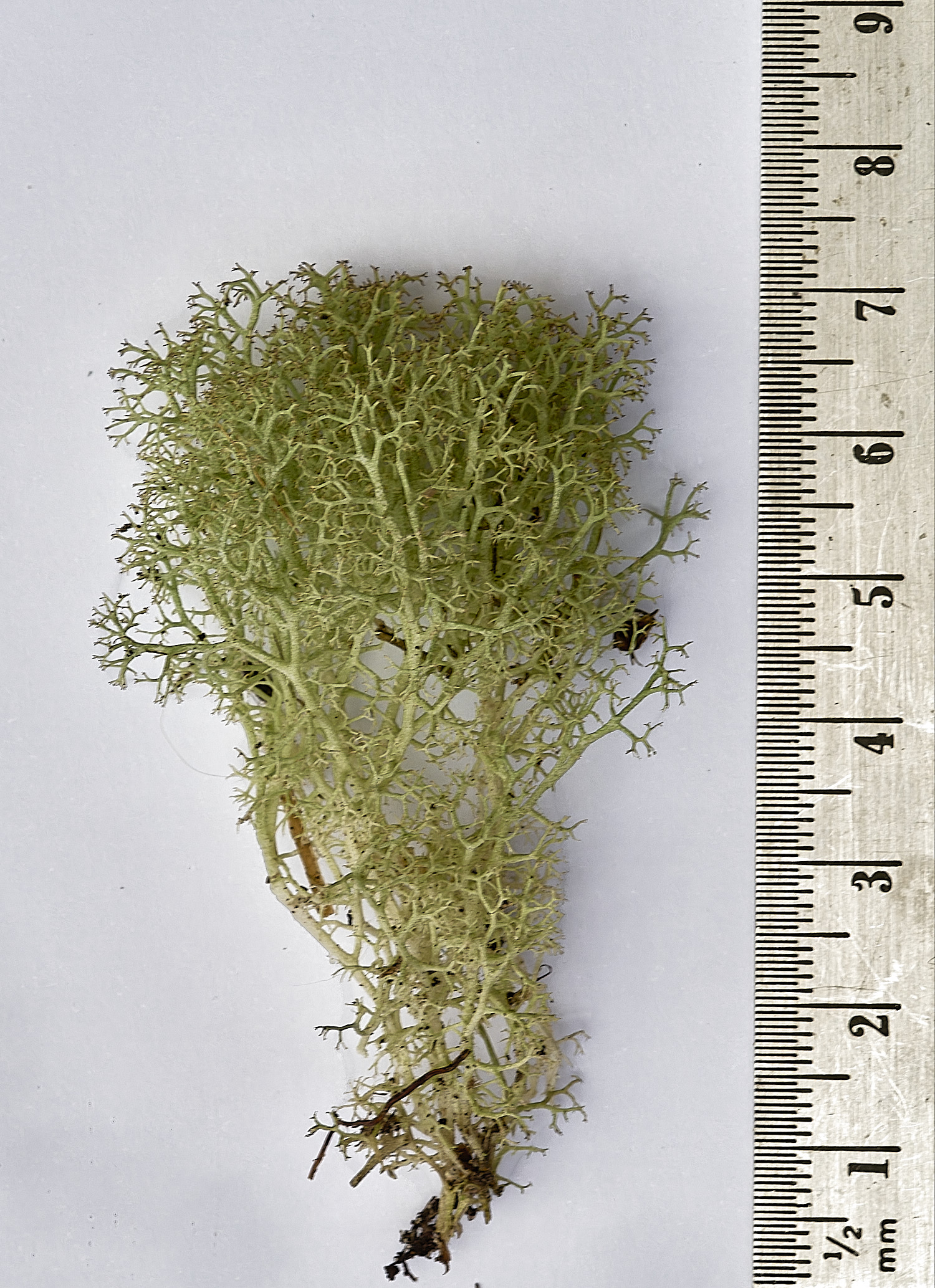 HolkhamCportentosa110126-00