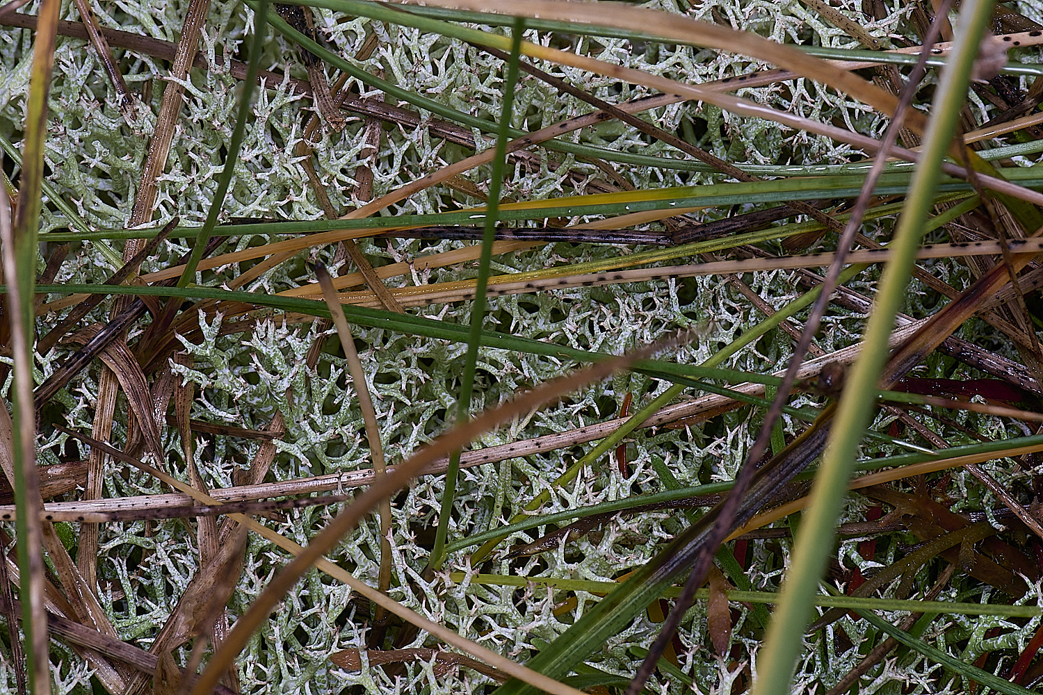 HolkhamCportentosa110126-2