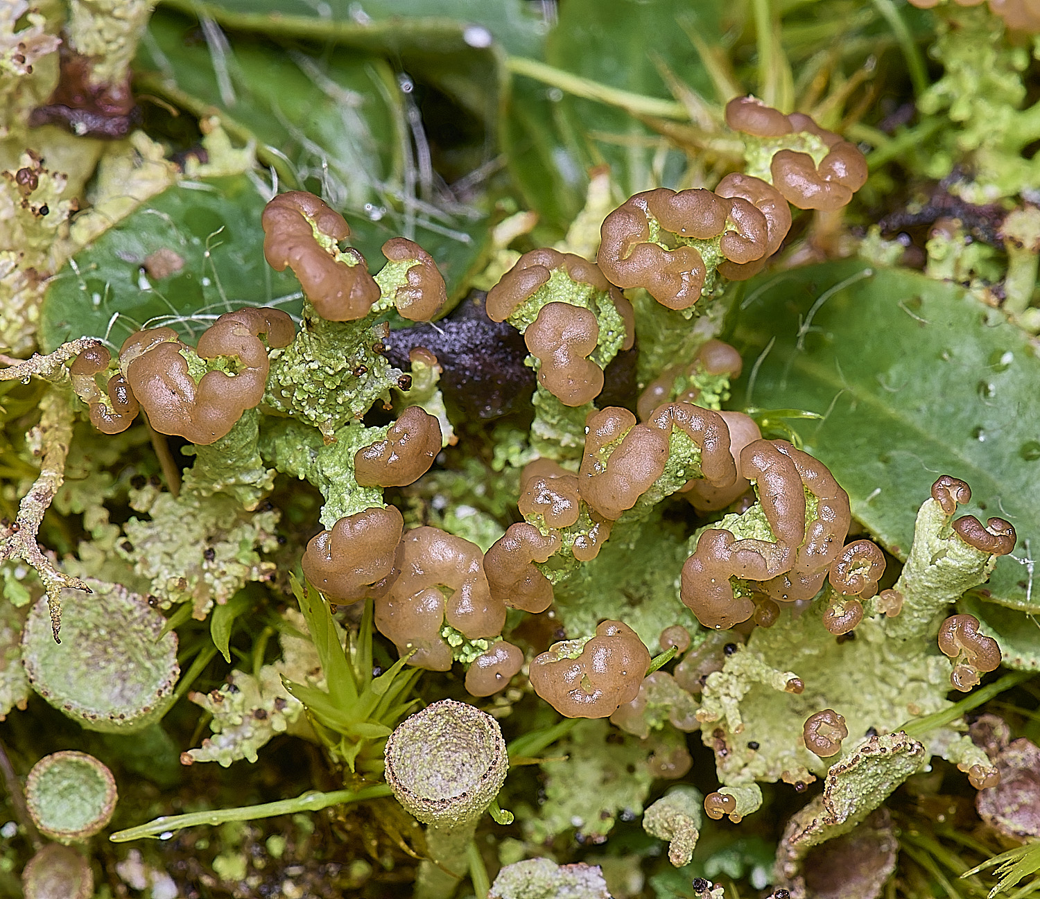 HolkhamCranulosa110126-1