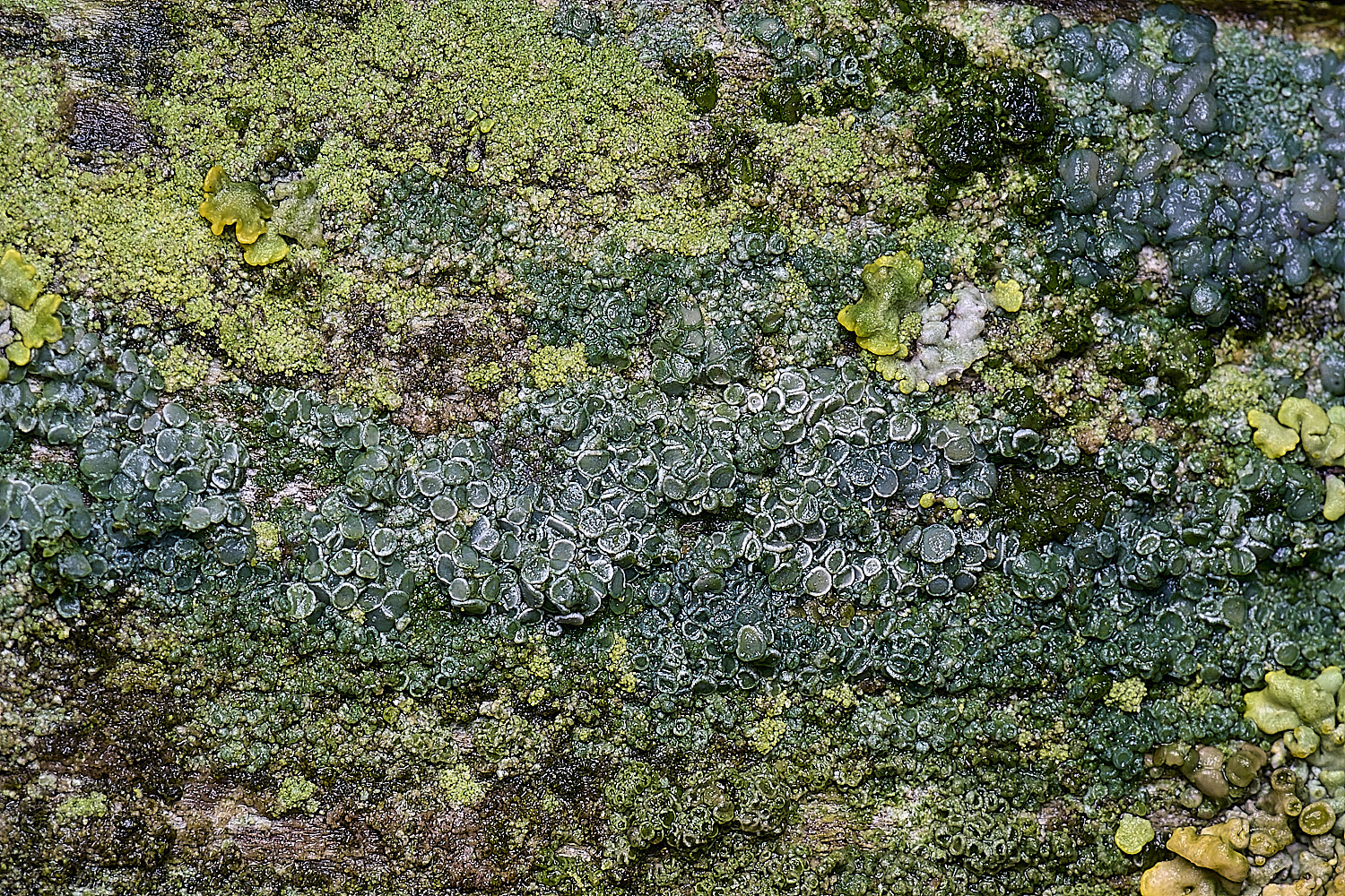 HolkhamCrustoseBlue110126-1 1