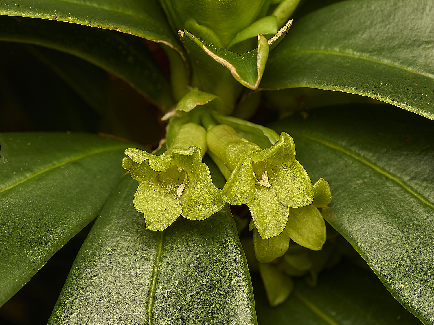 HolkhamDaphnelaureola250226-1