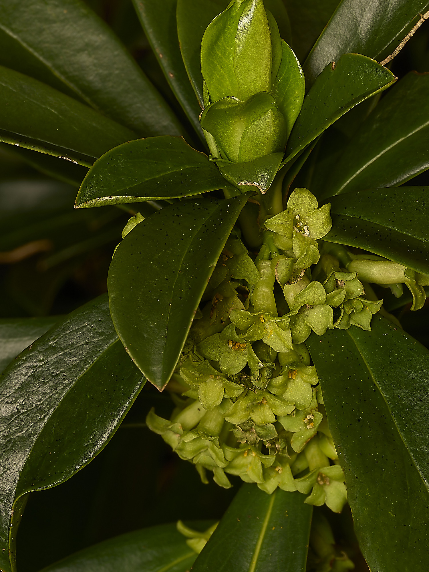 HolkhamDaphnelaureola250226-2