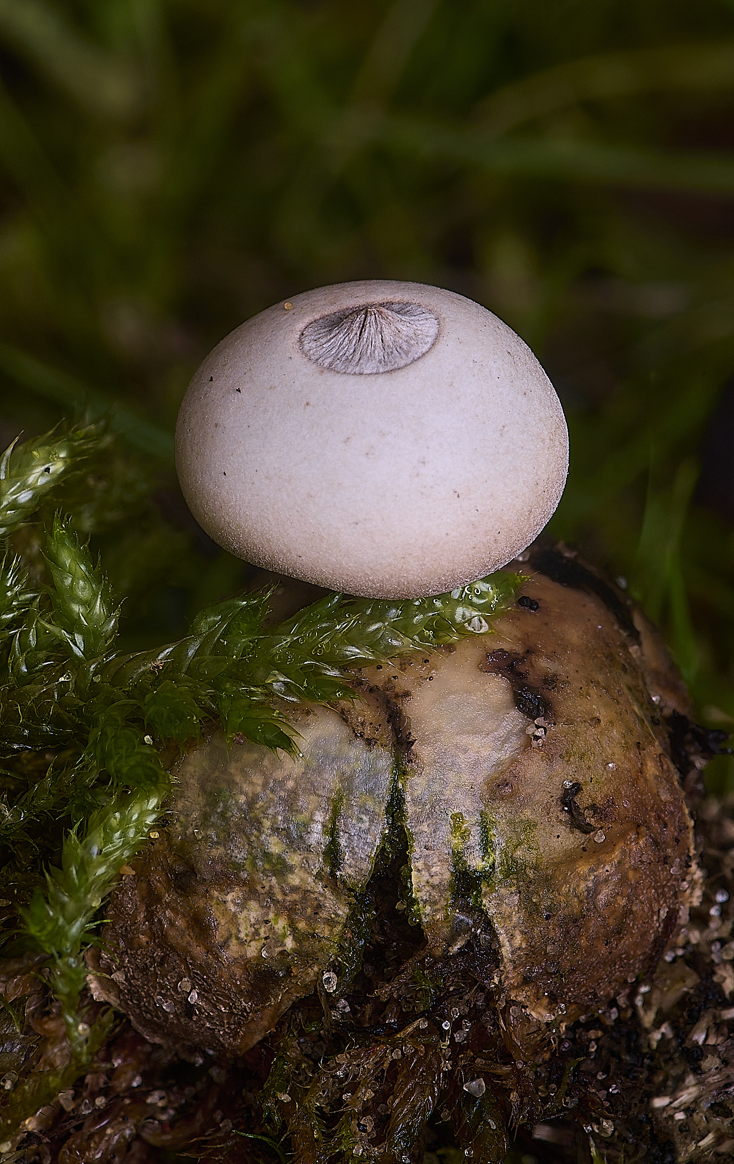 HolkhamEarthstar110126-1