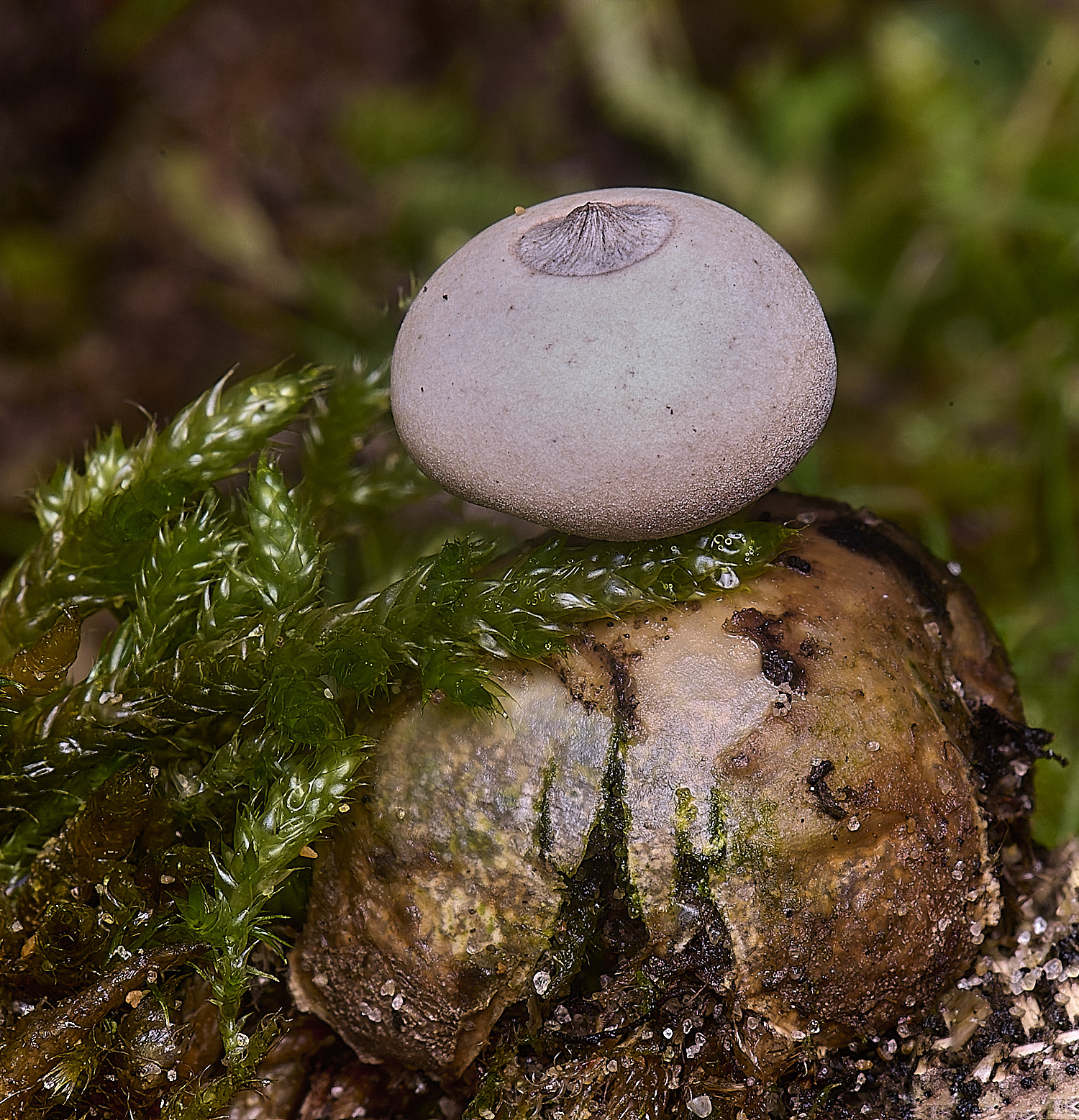 HolkhamEarthstar110126-2