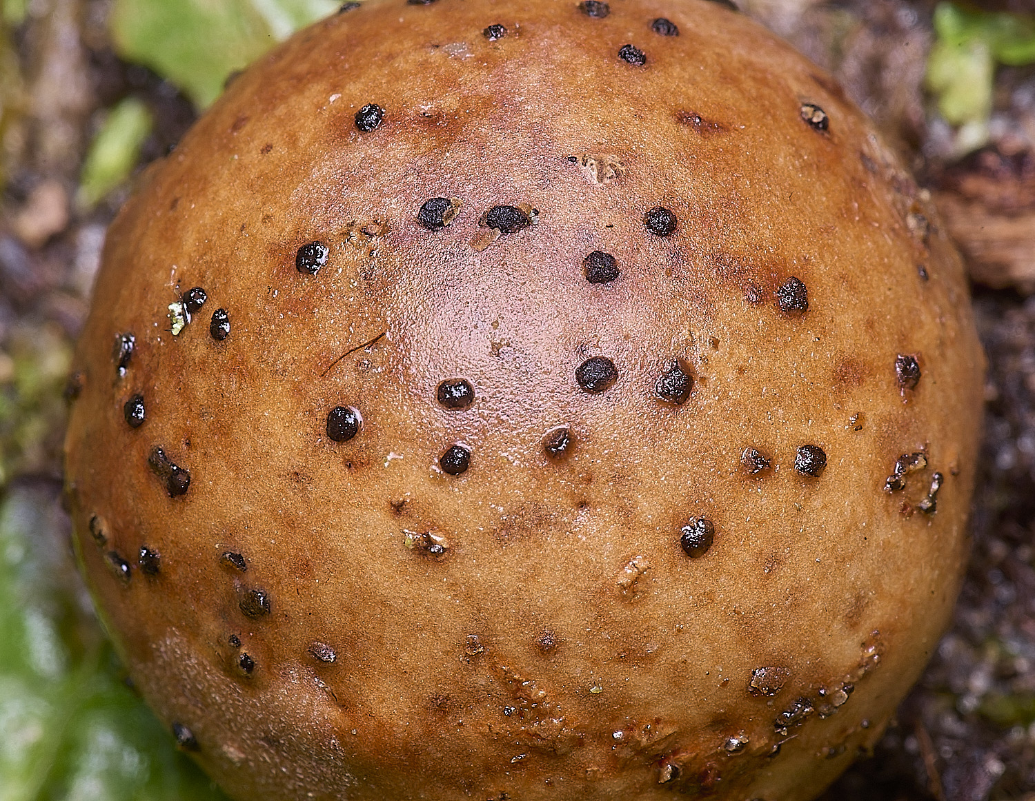 HolkhamFomopsisgalorum110126-2