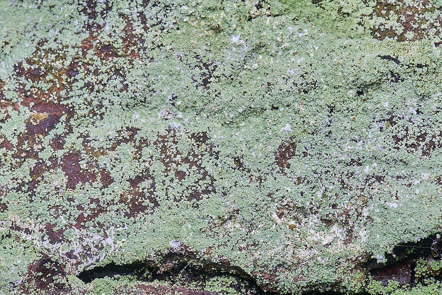 HolkhamLeprariaincana110126-1