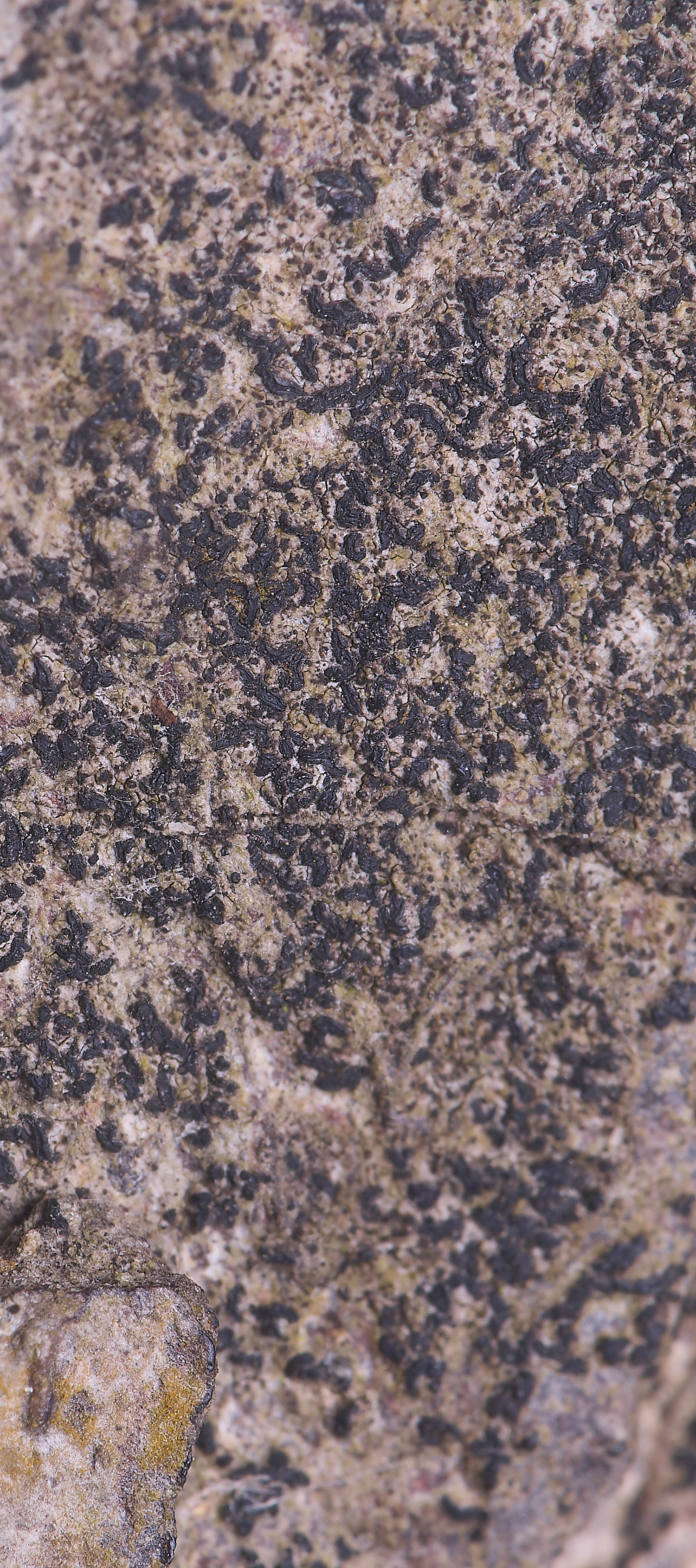 HolkhamOpegraphavulgata110126-1