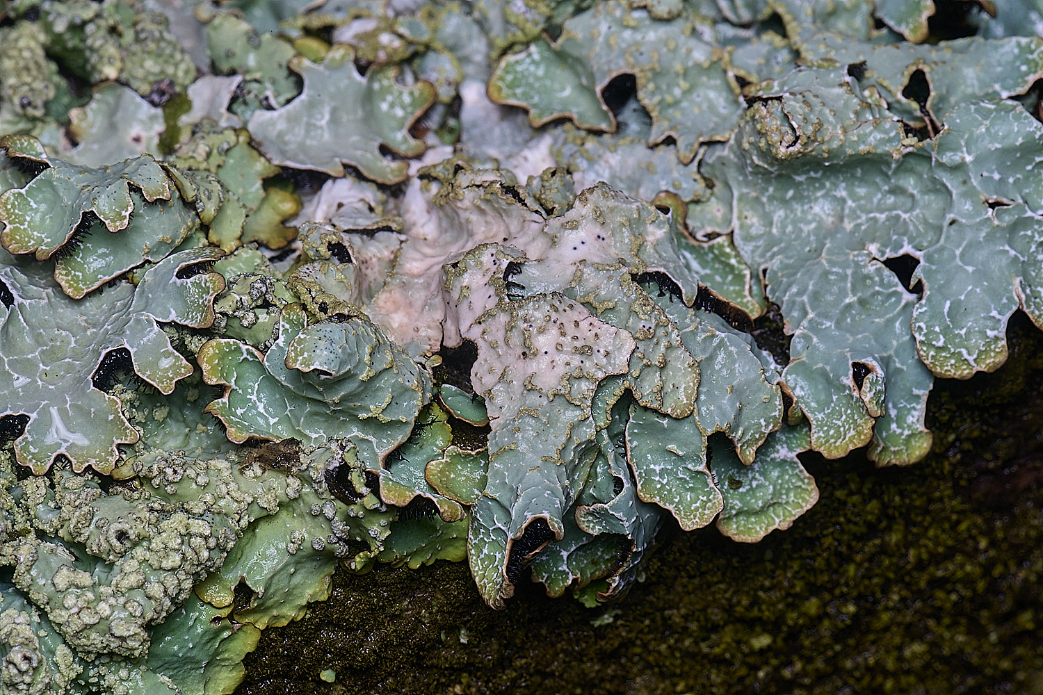 HolkhamParmeliasulcate110126-2