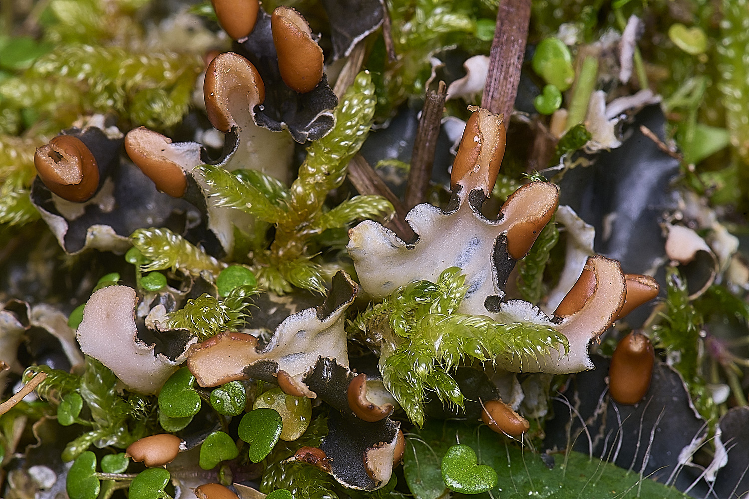 HolkhamPhymenina110126-3