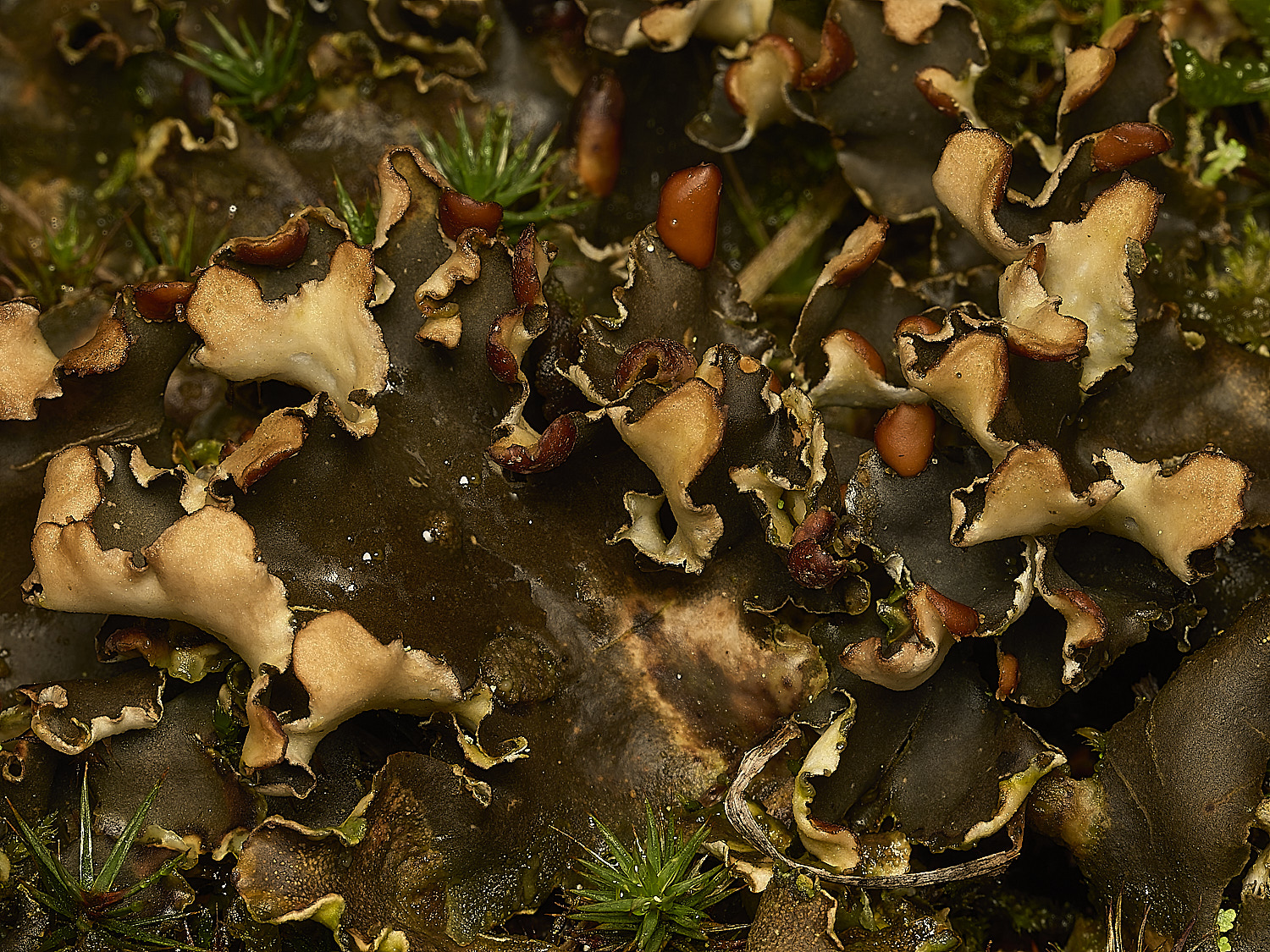 HolkhamPhymenina250226-2