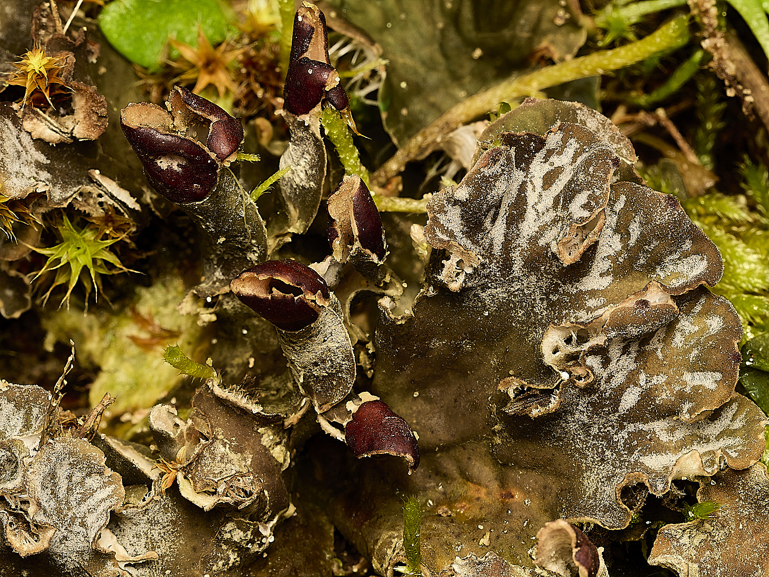 HolkhamPmembranacea250226-5