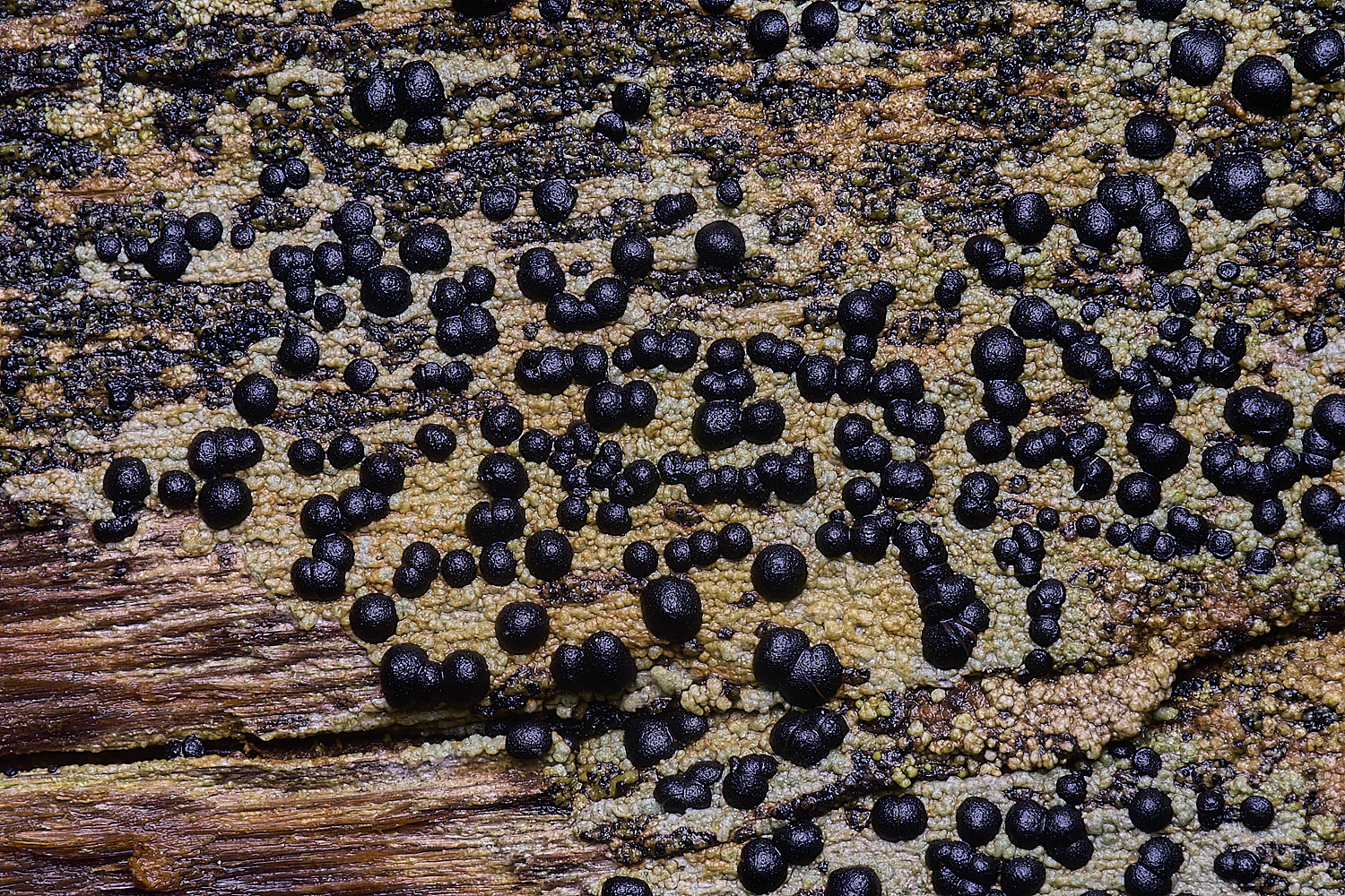 HolkhamPorpidiacrustulata110126-1