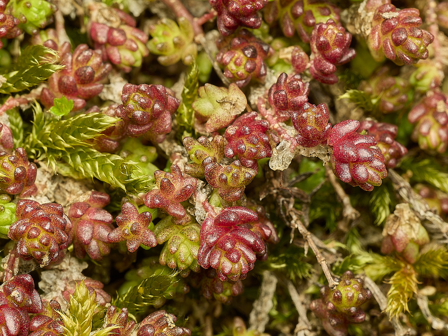 HolkhamSaxifrage250216-1