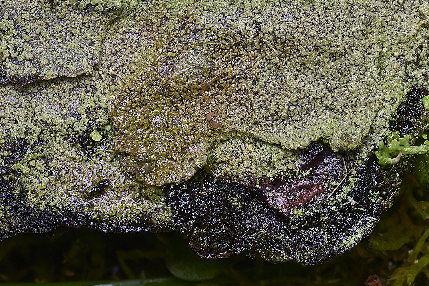 HolkhamTrapeliopsisflexuosa110126-3