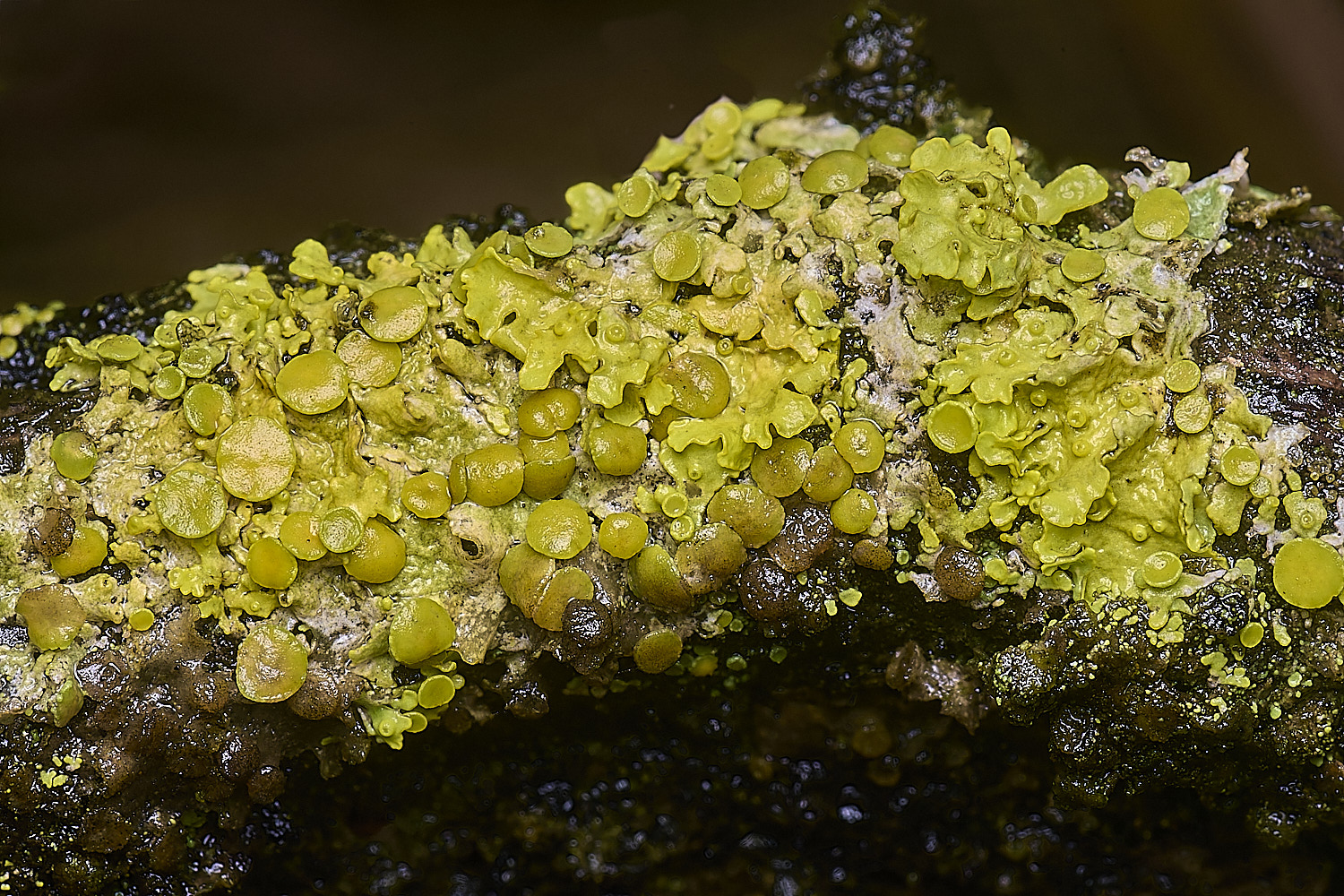 HolkhamXanthoriaparientina110126-1