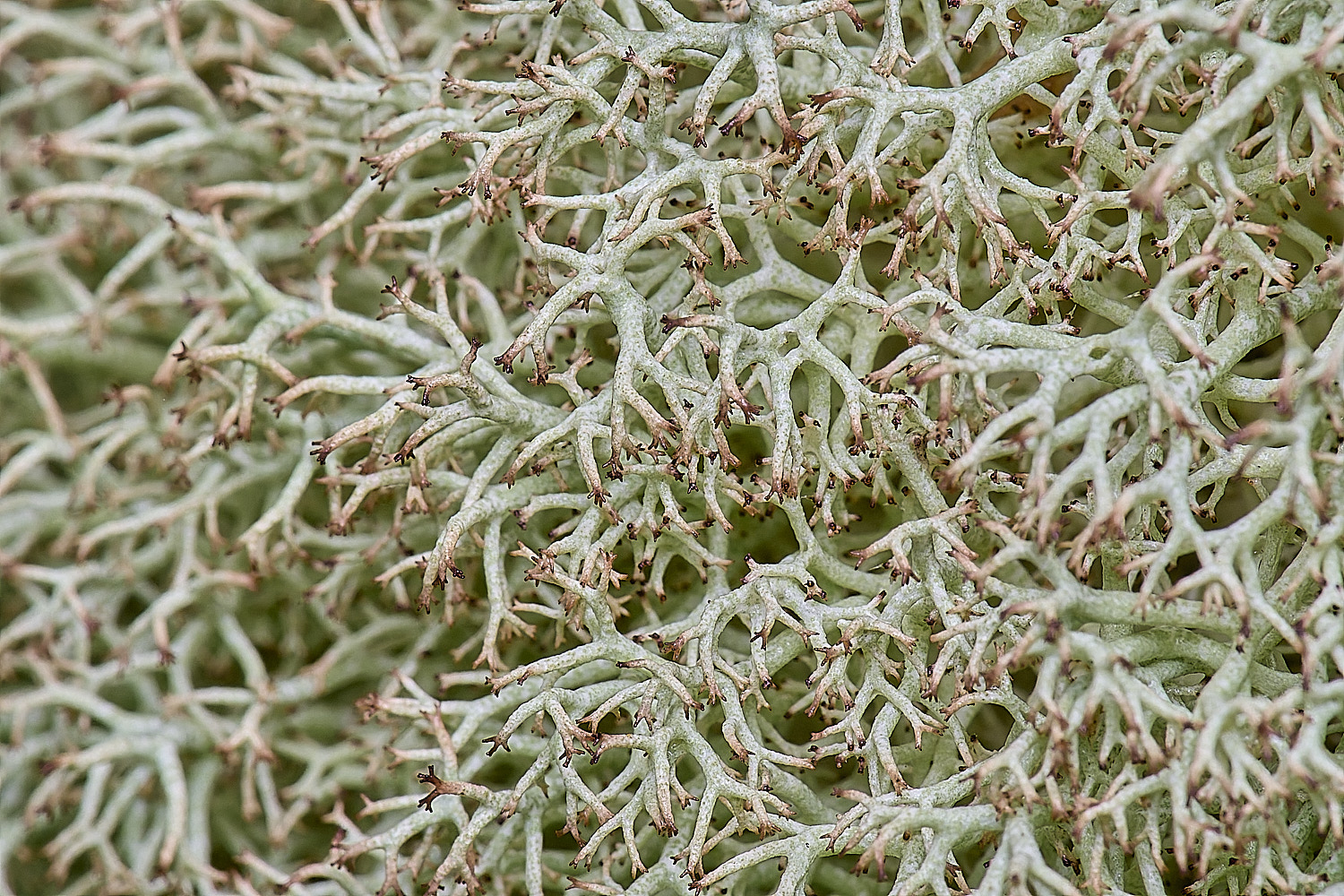 HolkhanCladoniacilataVartenuis110126-3