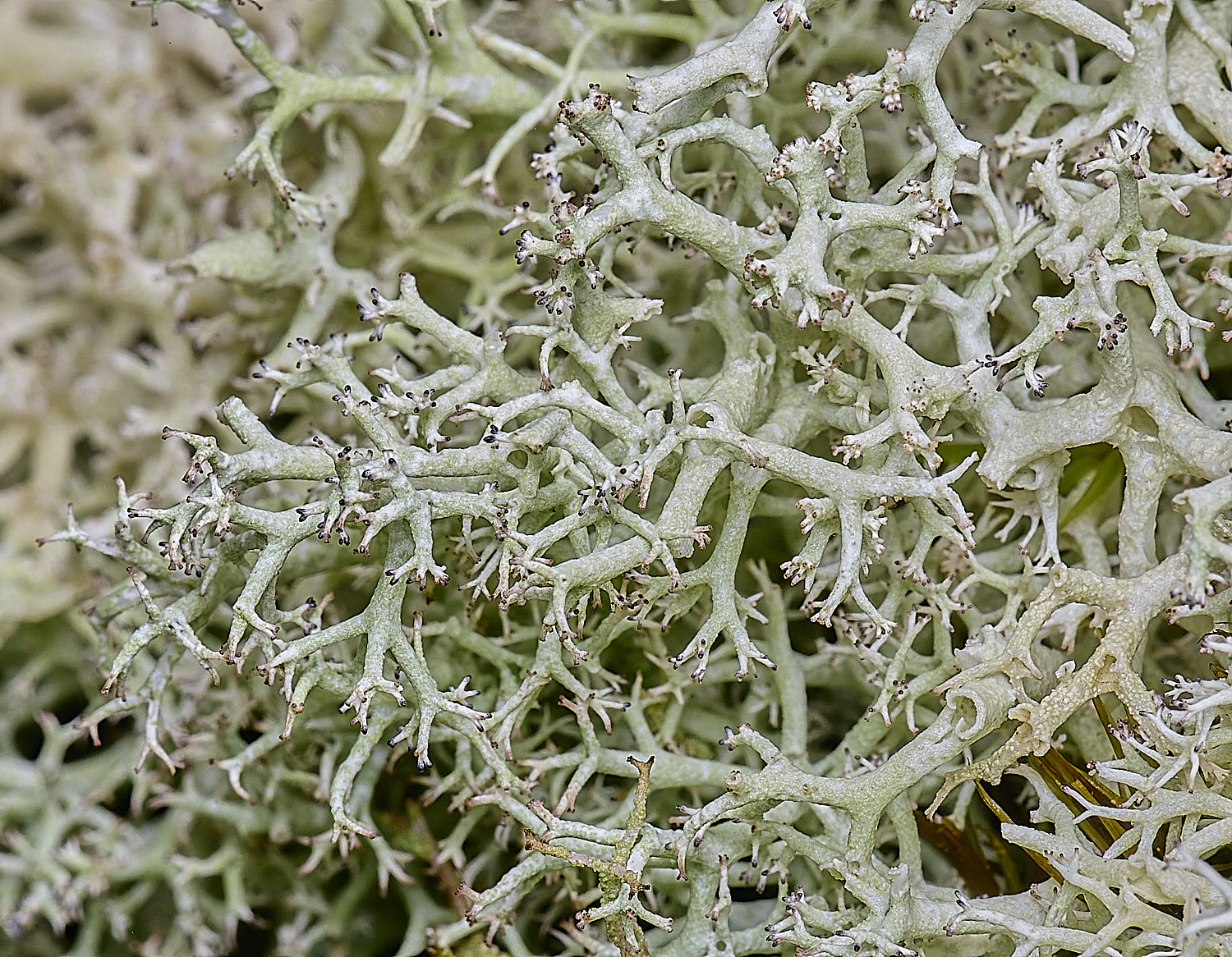 HolkhanCladoniacilataVartenuis110126-5