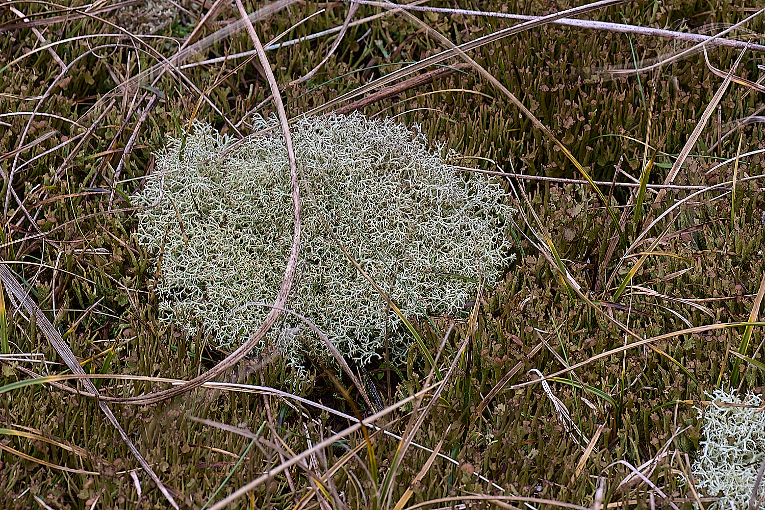 HorseyCciliata020226-8