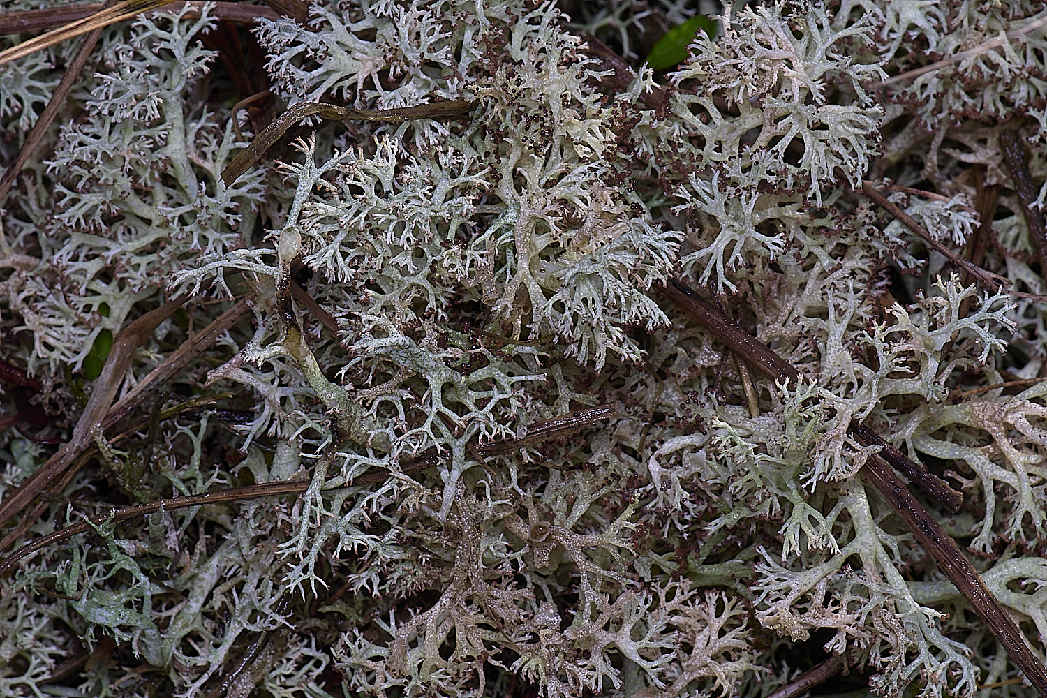 HorseyCladonia0240126-3